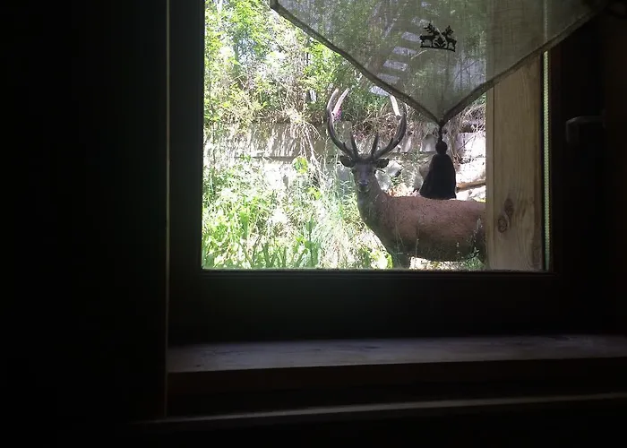 Chalet Pomme De Pin 5 Chambres 12 A 14 Personnes * Formiguères